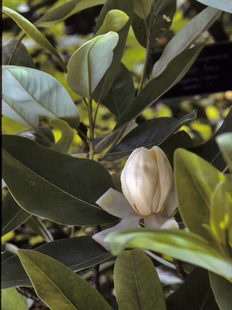 Magnolia virginiana (Sweetbay) #23229
