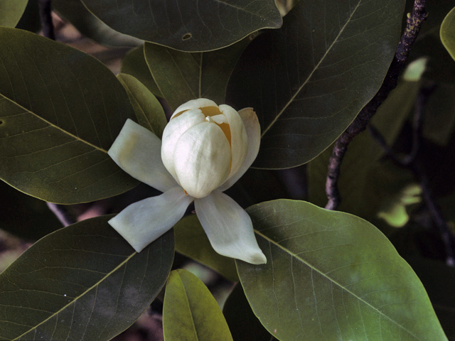 Magnolia virginiana (Sweetbay) #23230