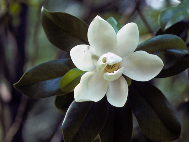 Magnolia virginiana (Sweetbay) #23231