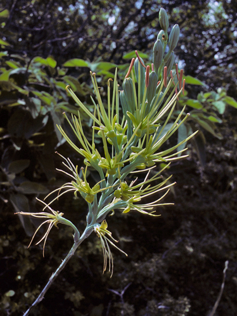 Manfreda variegata (Mottled tuberose) #23249