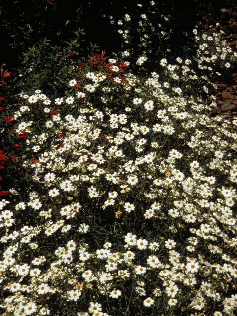 Melampodium leucanthum (Blackfoot daisy) #23257