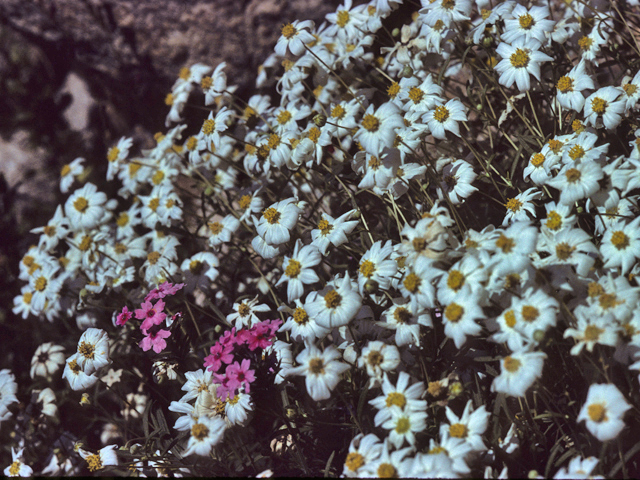 Melampodium leucanthum (Blackfoot daisy) #23259