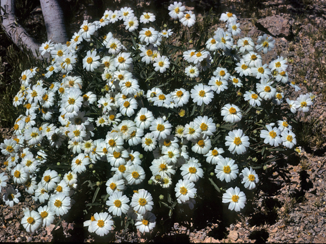 Melampodium leucanthum (Blackfoot daisy) #23261