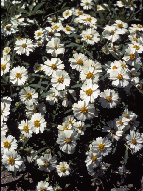 Melampodium leucanthum (Blackfoot daisy) #23263