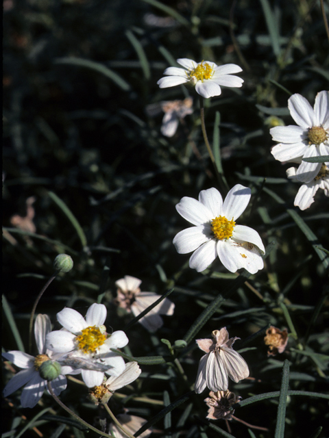 Melampodium leucanthum (Blackfoot daisy) #23264