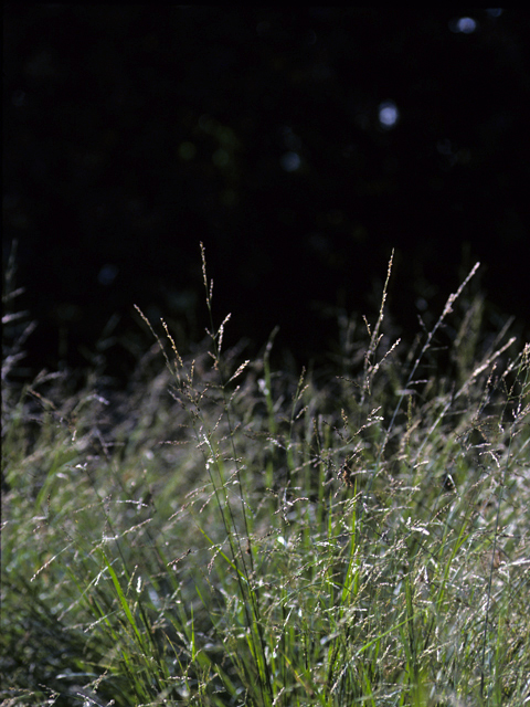Melica imperfecta (Smallflower melic grass) #23266