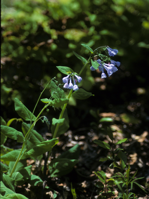 Mertensia virginica (Virginia bluebells) #23281