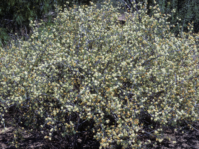 Mimosa texana (Texas mimosa) #23288