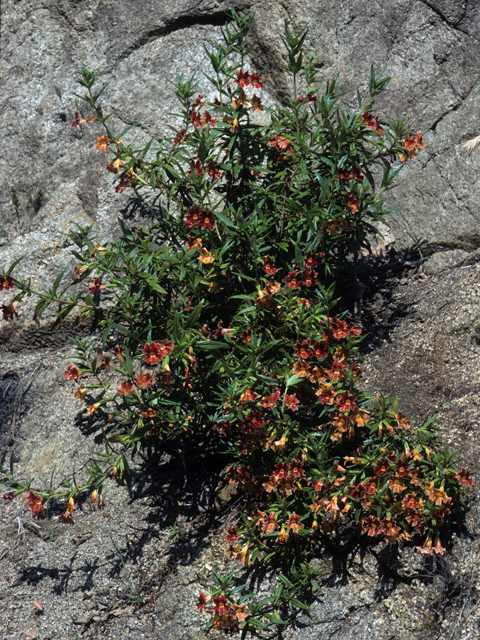 Diplacus aurantiacus ssp. aurantiacus (Orange bush monkeyflower) #23291