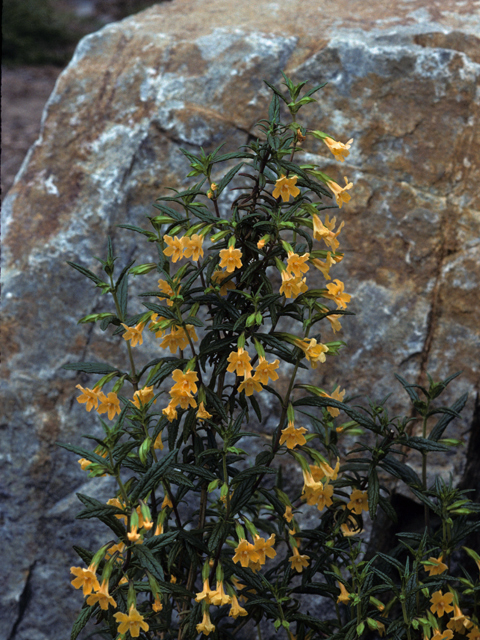Diplacus aurantiacus ssp. aurantiacus (Orange bush monkeyflower) #23292