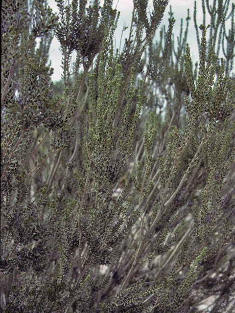 Mortonia scabrella (Rio grande saddlebush) #23325