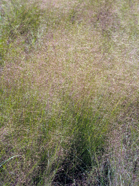 Muhlenbergia reverchonii (Seep muhly) #23338