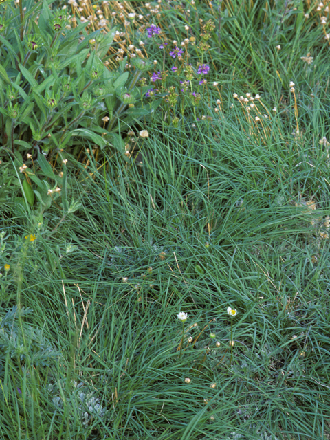 Muhlenbergia cuspidata (Plains muhly) #23340