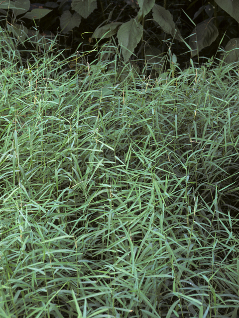 Muhlenbergia schreberi (Nimblewill) #23354