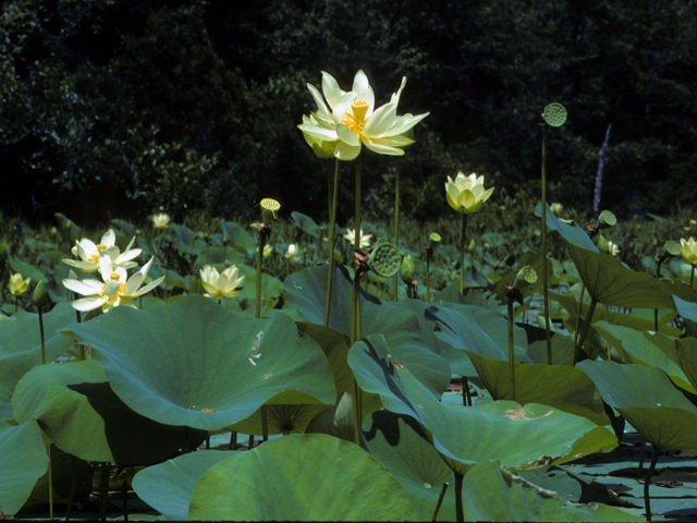 Nelumbo lutea (American lotus) #23379