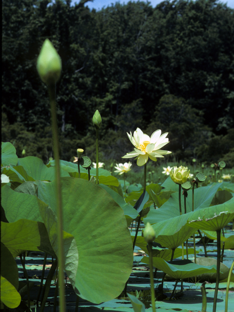 Nelumbo lutea (American lotus) #23380