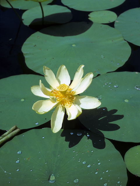 Nelumbo lutea (American lotus) #23381