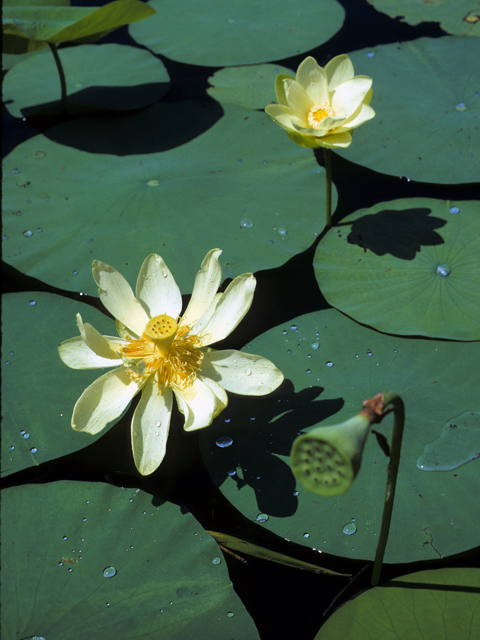Nelumbo lutea (American lotus) #23382