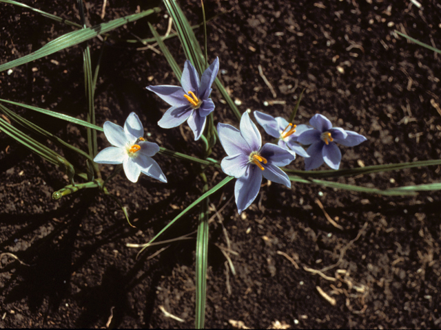 Nemastylis geminiflora (Prairie celestials) #23384