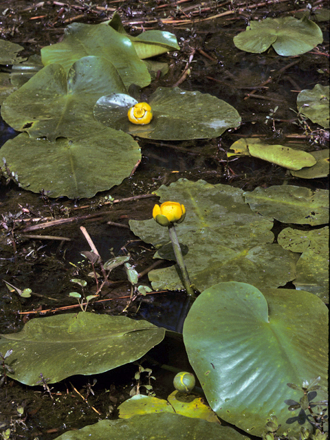 Nuphar lutea (Yellow pond lily) #23398