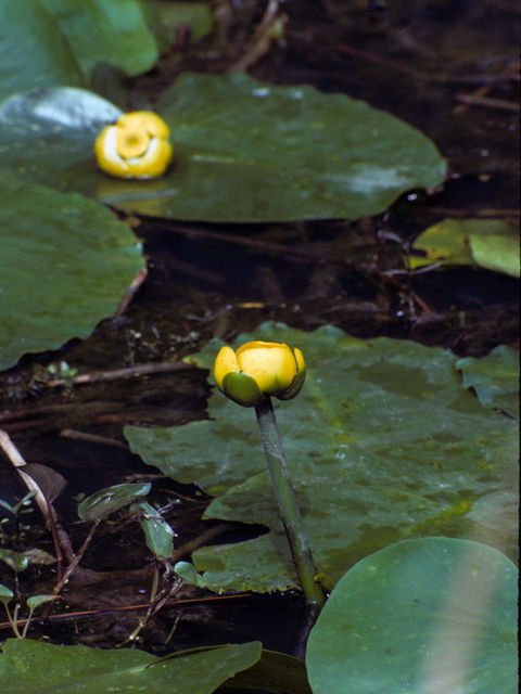 Nuphar lutea (Yellow pond lily) #23401