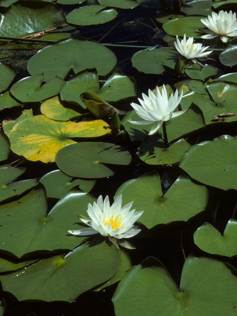 Nymphaea odorata (American white water-lily) #23404