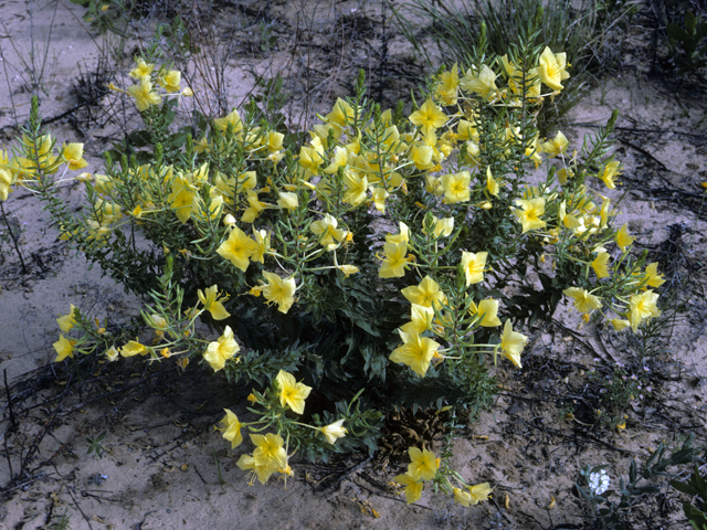 Oenothera rhombipetala (Fourpoint evening-primrose) #23428