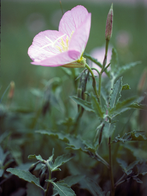 Oenothera speciosa (Pink evening primrose) #23449
