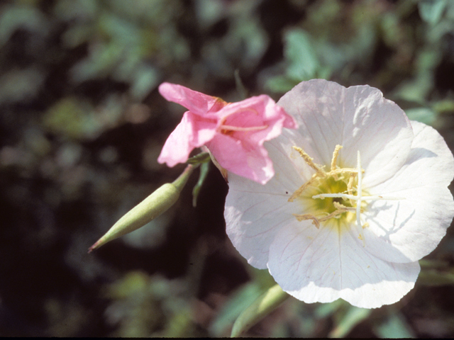 Oenothera speciosa (Pink evening primrose) #23451