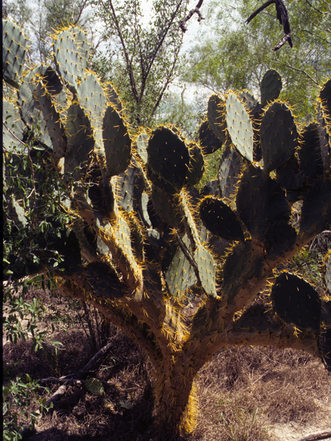 Opuntia engelmannii (Cactus apple) #23471