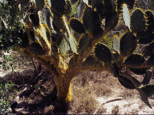Opuntia engelmannii (Cactus apple) #23472