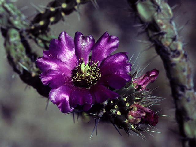 Cylindropuntia imbricata var. imbricata (Cane cactus) #23486