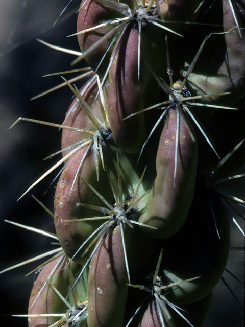 Cylindropuntia imbricata var. imbricata (Cane cactus) #23487