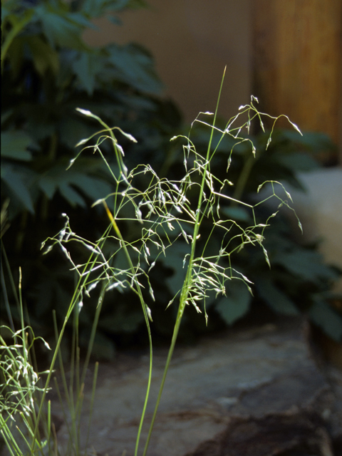 Achnatherum hymenoides (Indian ricegrass) #23517