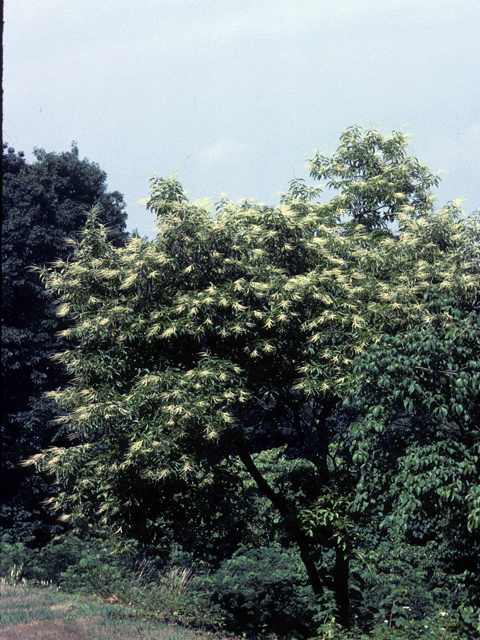 Oxydendrum arboreum (Sourwood) #23524