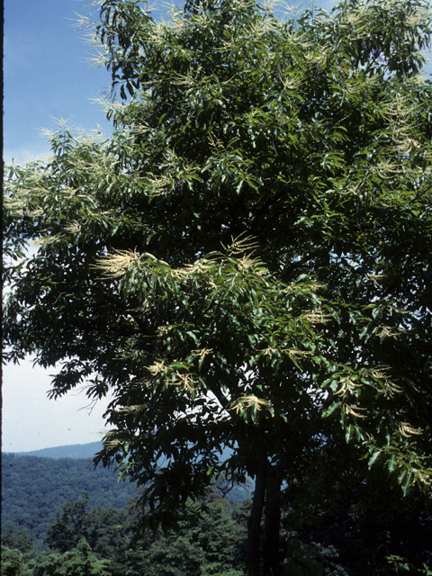Oxydendrum arboreum (Sourwood) #23525