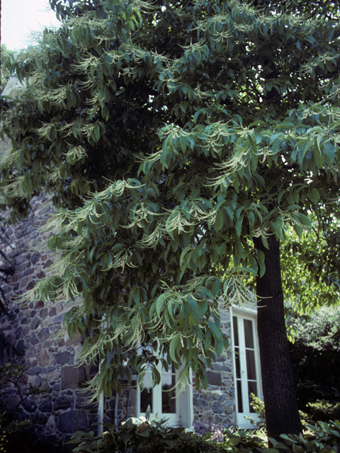 Oxydendrum arboreum (Sourwood) #23526