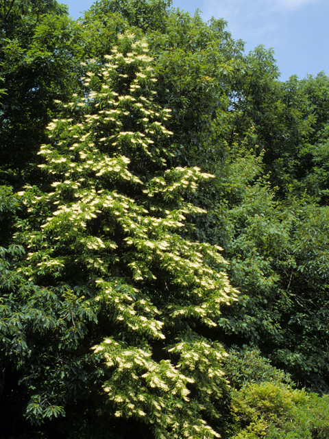 Oxydendrum arboreum (Sourwood) #23527
