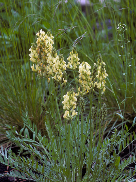 Oxytropis monticola (Yellowflower locoweed) #23536
