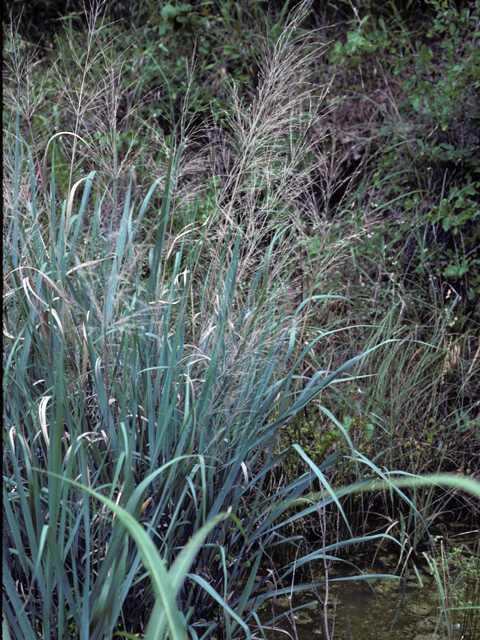 Panicum virgatum (Switchgrass) #23553