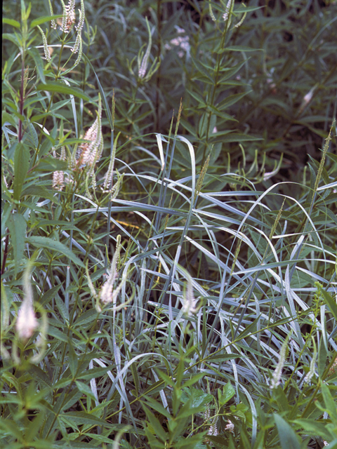 Panicum virgatum (Switchgrass) #23556