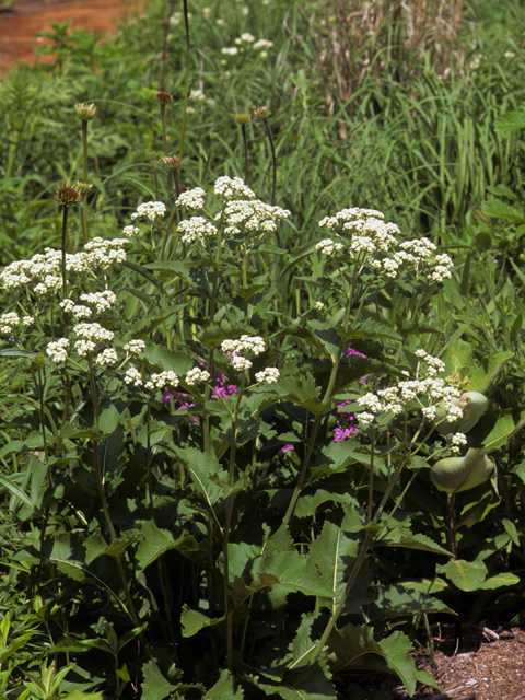 Parthenium integrifolium (Wild quinine) #23567