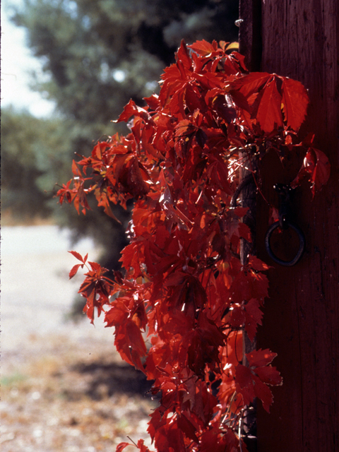 Parthenocissus quinquefolia (Virginia creeper) #23576