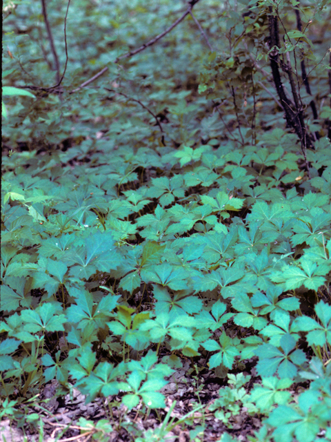 Parthenocissus quinquefolia (Virginia creeper) #23580