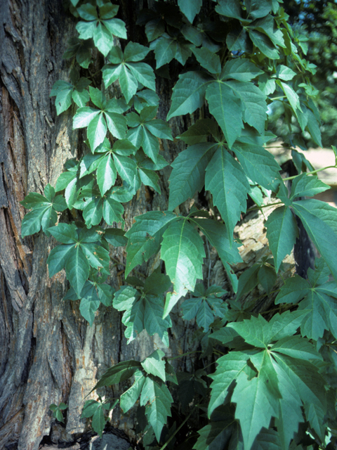 Parthenocissus quinquefolia (Virginia creeper) #23581