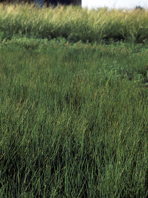 Pascopyrum smithii (Western wheatgrass) #23584
