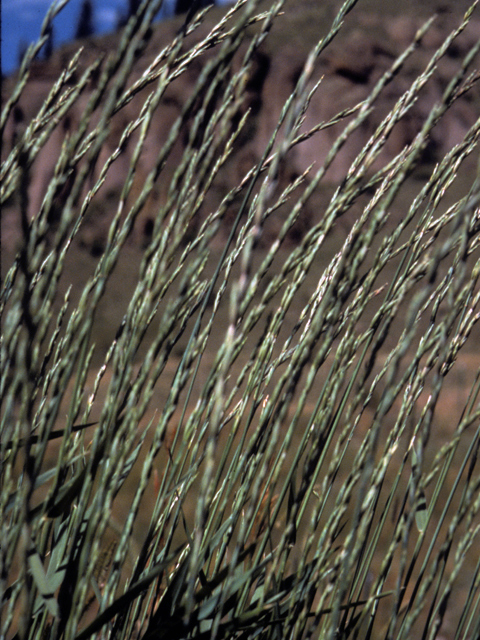 Pascopyrum smithii (Western wheatgrass) #23585