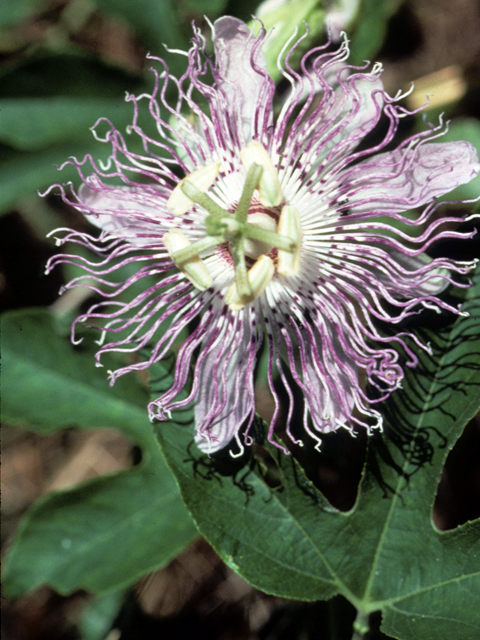 Passiflora incarnata (Maypop) #23590