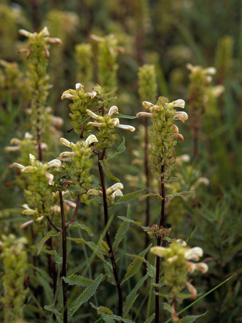 Pedicularis lanceolata (Swamp lousewort) #23604