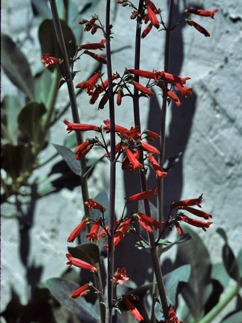 Penstemon barbatus (Scarlet bugler) #23620